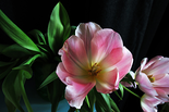 Tulpe, 2013

Digitaler Farbprint, 40 x 60 cm, gerahmt
1/5 + 2 AP, rückseitig signiert, beschriftet und nummeriert

Ausrufpreis: 450,-